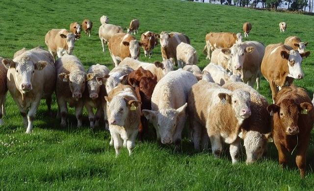 I-crossbreeding iqakathekile kubalimi