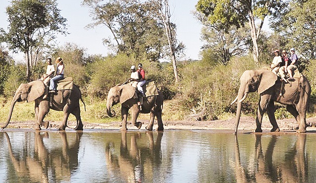There are indications that elephant rides and lion walks will be stopped in December this year