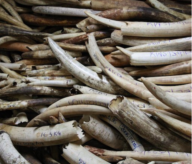 File pic of elephant horns