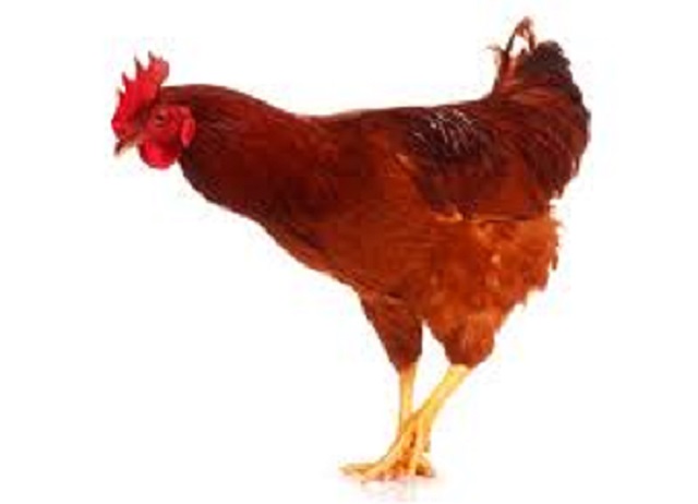 Stepdad rapes minor, offers her hen