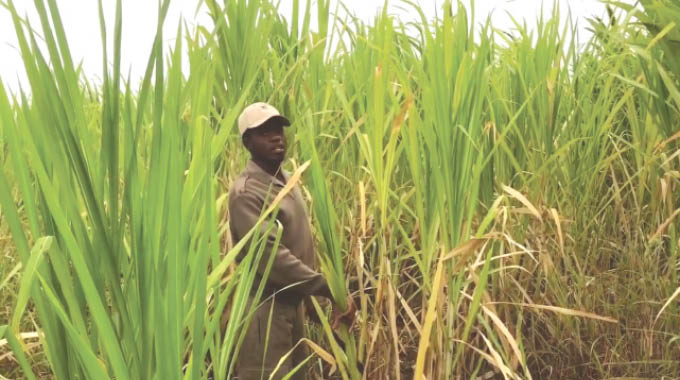 Limani i-bana grass ukuze izifuyo zibe lokudla