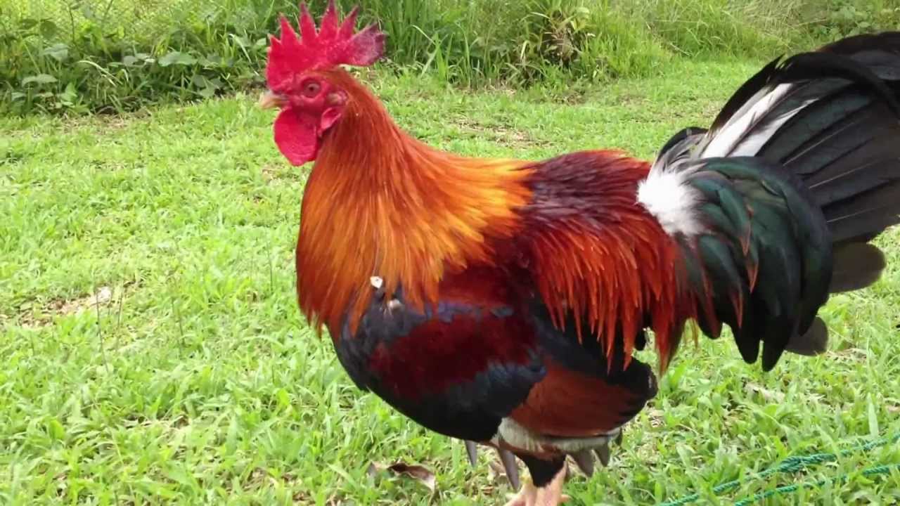 Umkami uliqhude embhedeni