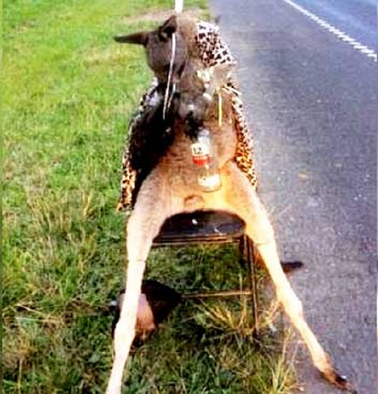 Outrage over kangaroo shot dead, dressed in leopard-print