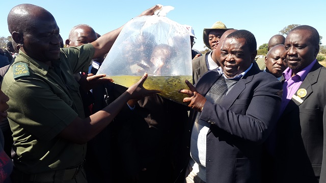 Zimparks distributes 700k fingerlings under national Command Fisheries