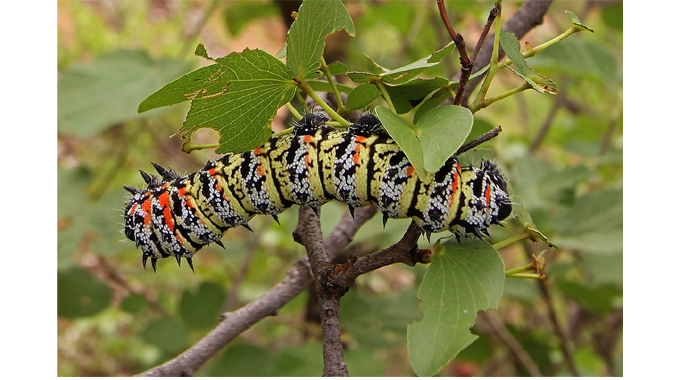 Mopane worm harvesting starts in Gwanda
