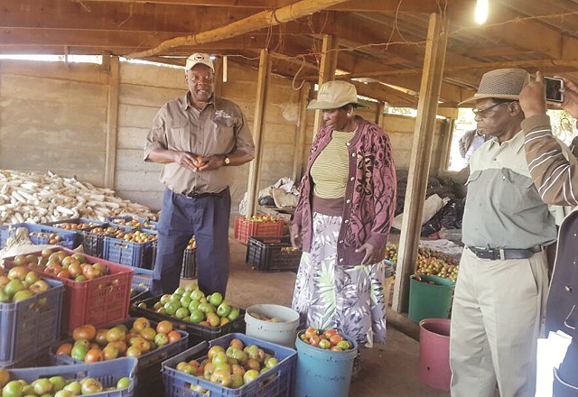 Agriculture Deputy Minister (livestock ) Cde Paddy Zhanda inspects tomatoes produced at Lingfield Farm owned by Mr and Mrs Karimazondo yesterday