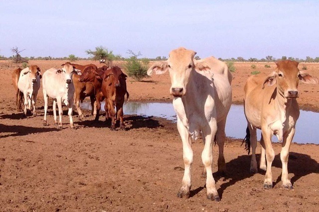 Sezicuba izifuyo eMatabeleland South