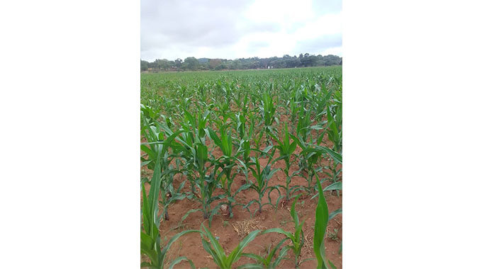 Goverment resuscitates Gwanda’s largest irrigation scheme