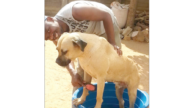 Why losing a dog can be devastating