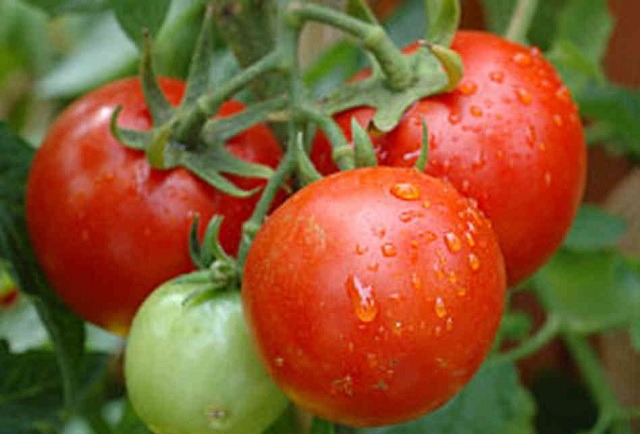 ‘Limanini amatamatisi’