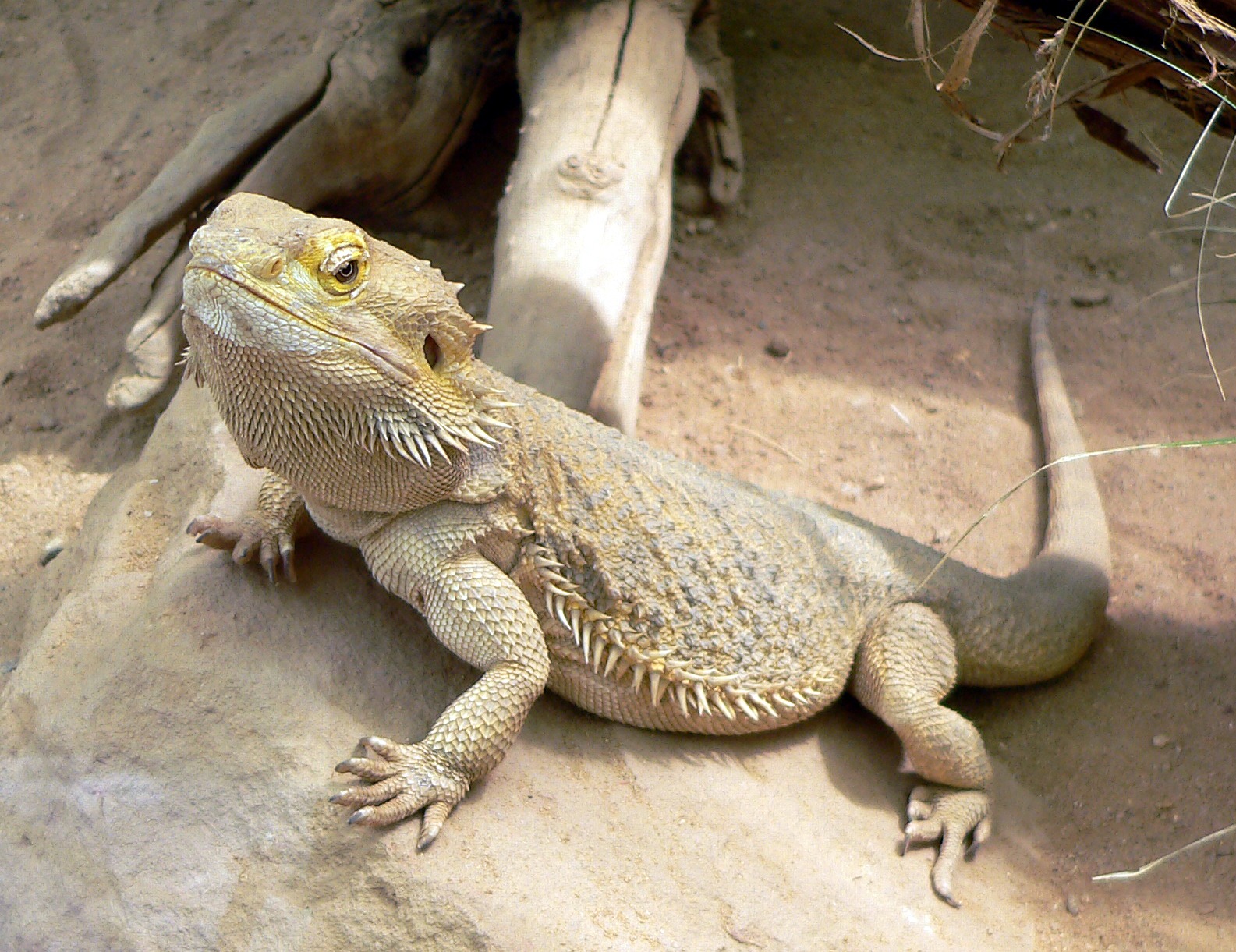 Akulalwa ngoxamu beGwanda