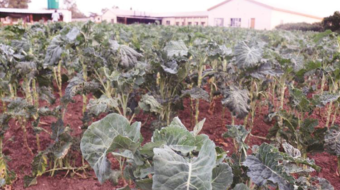 Ruwangwe Nyanga women benefit from nutrition garden - herald
