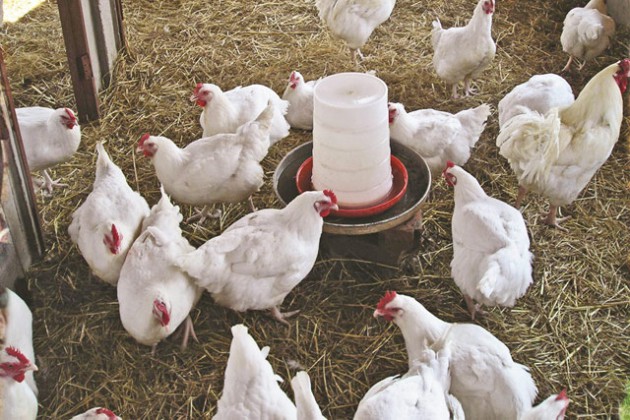 ZFRPA EMPOWERING THE NEXT GENERATION THROUGH POULTRY FARMING – herald