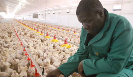 CFI to raise chicken output – herald
