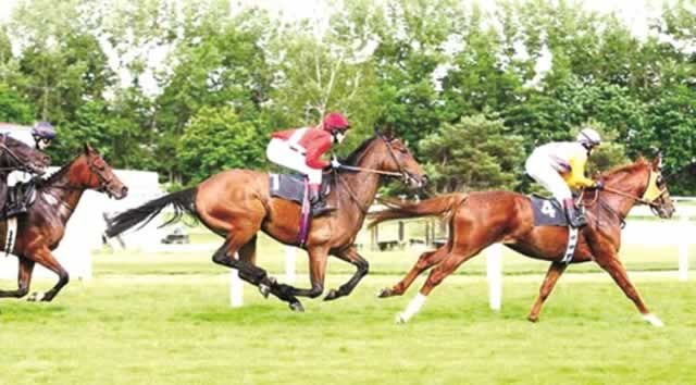 Swanson stable shines