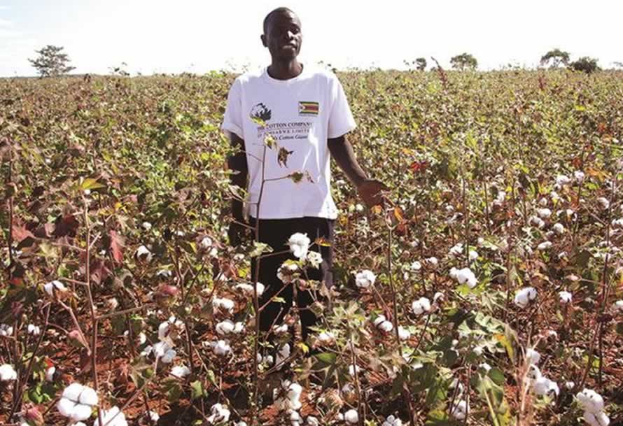 Pest control key to cotton industry revival