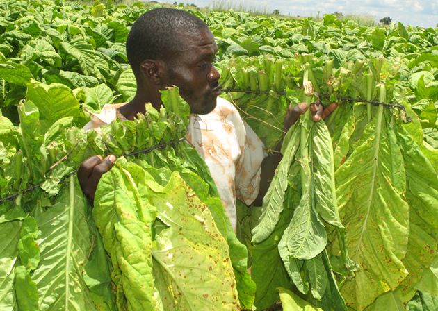 volado tobacco fundamental understanding of leaf designations | Fair Trade Tobacco