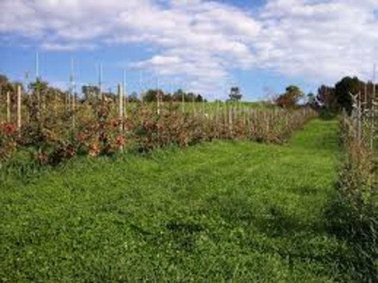 GARDEN AFFAIR: Growing apples for profit