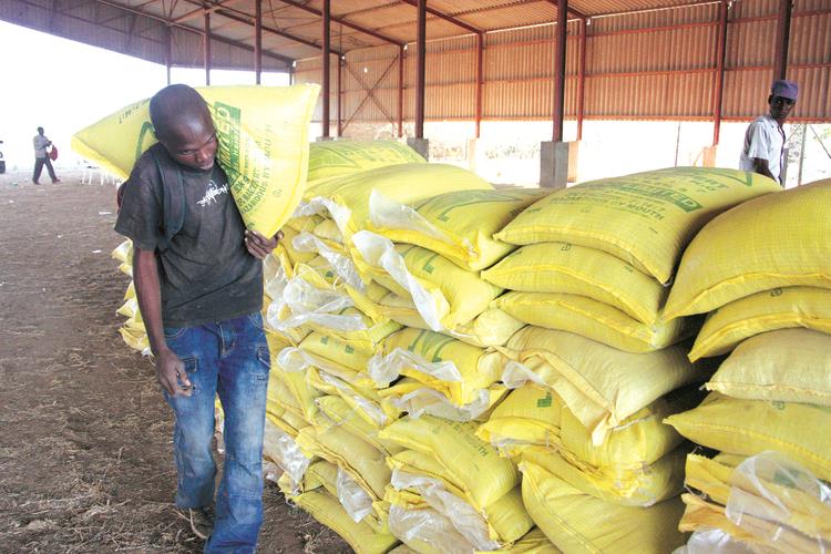 Government predicts 1.9m tonnes maize output