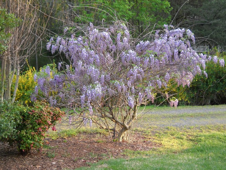 GARDEN AFFAIR: All hail the Tree of the Year!
