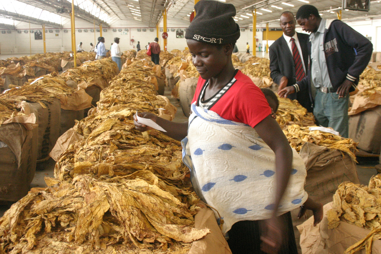 Premier licensed for tobacco marketing season