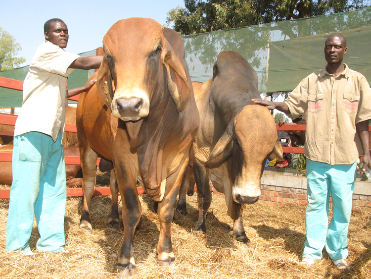 AGRICULTURE: Embrace cattle breeding, farmers urged