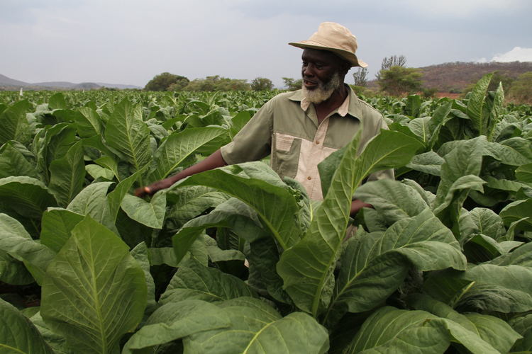 Tobacco: A lot of soul searching needed