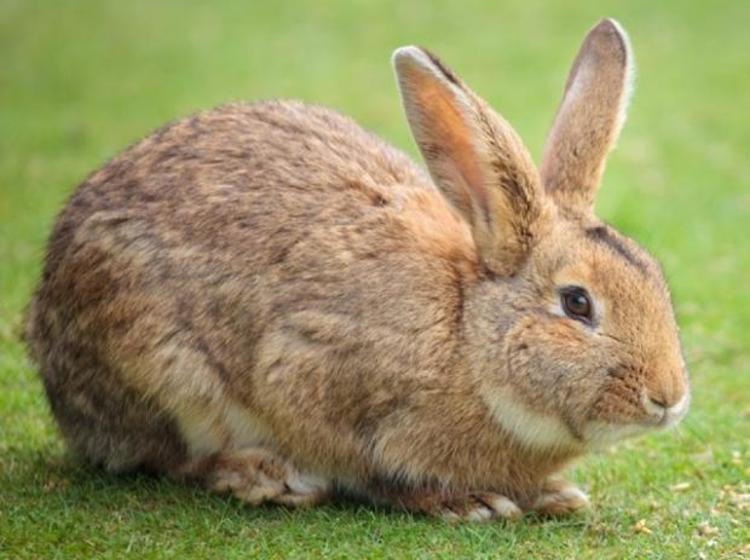 Rabbit breeding hops to the fore