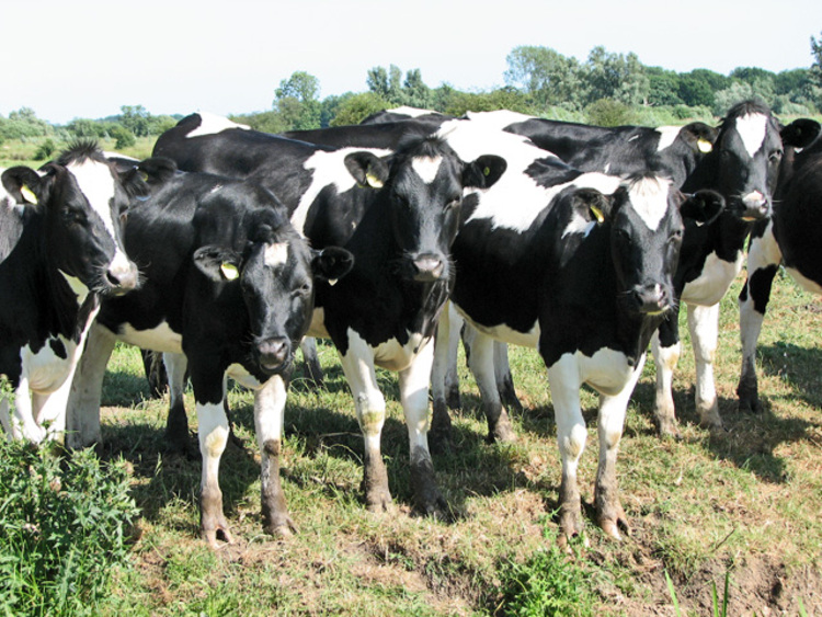 AGRICULTURE: Nestle Zimbabwe to import 200 heifers
