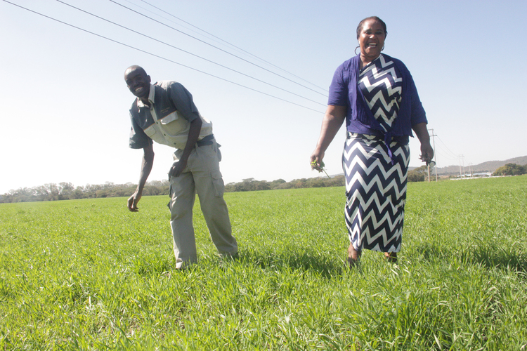 AGRICULTURE: The dearth of Zim wheat farming