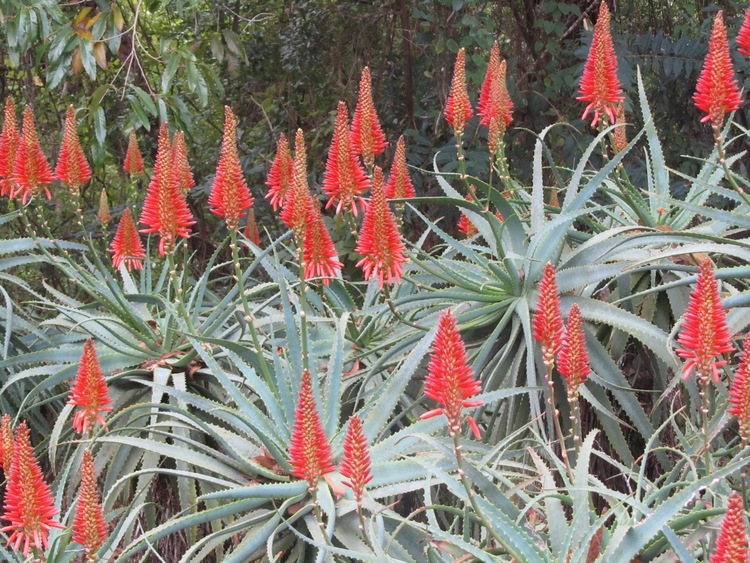 GARDENING: Go crazy with aloes this cold season