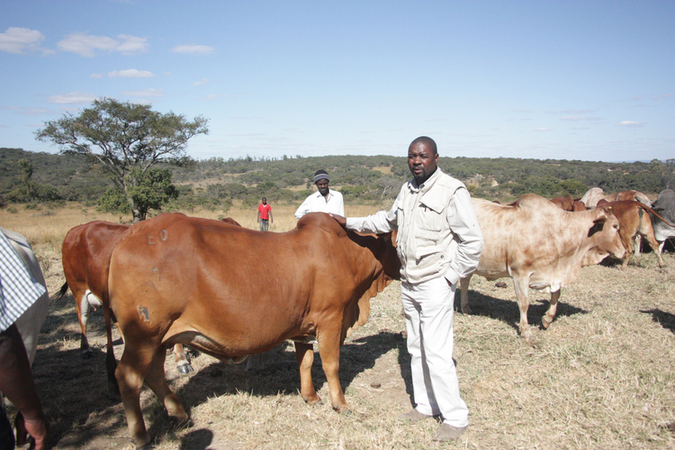 Boran breed the way to go