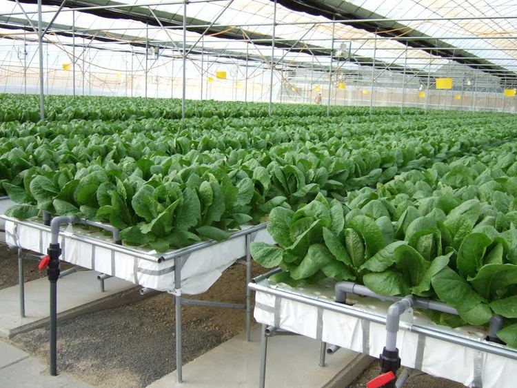 hydroponic tobacco Hydroponics: The future of gardening! – herald