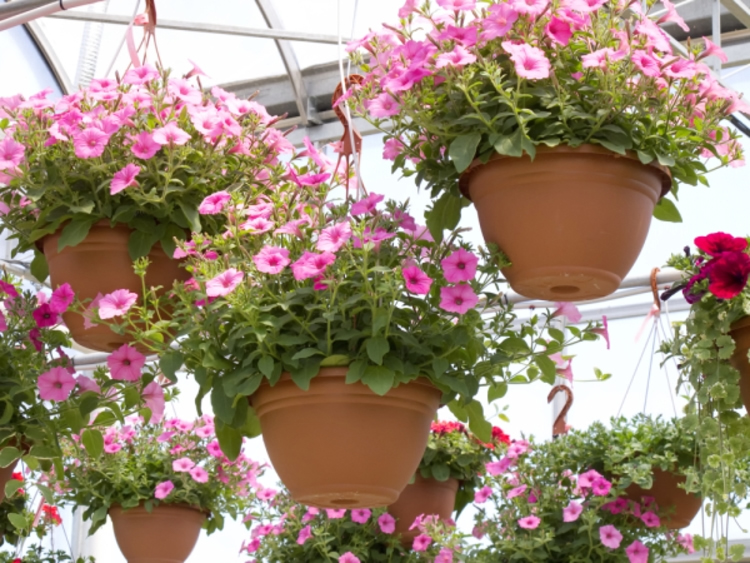 Basket hanging in gardens the in-thing