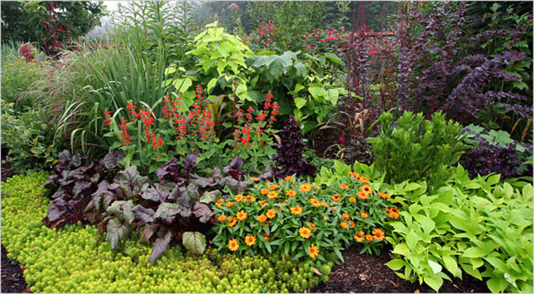 GARDEN: Companion planting in the garden