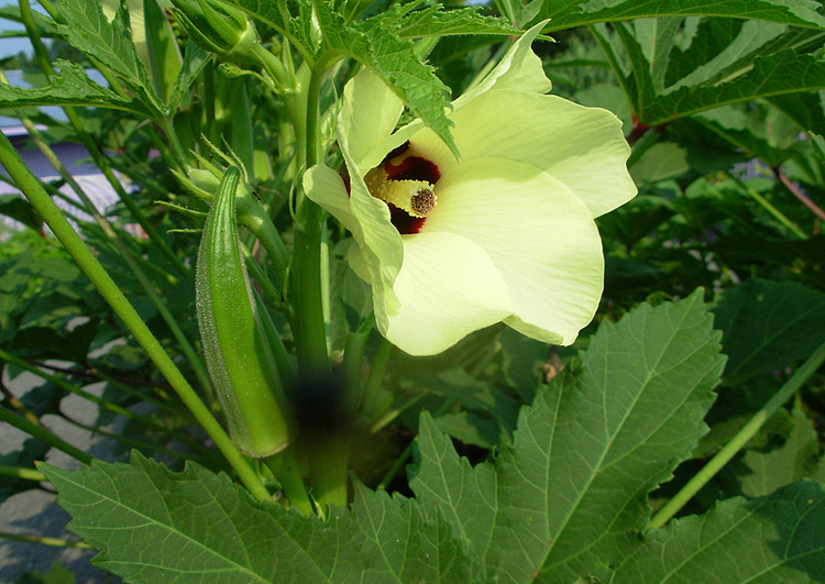 GARDEN: Growing okra in your garden