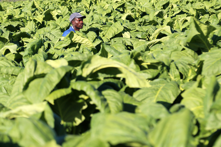 black spots on tobacco leaf Stains on Cigar Wrappers: Green, Yellow, Black and White Spots Explained