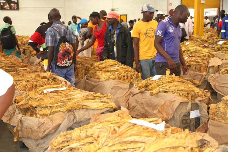 At the auction floors, many farmers complained that their bales were graded lower than anticipated