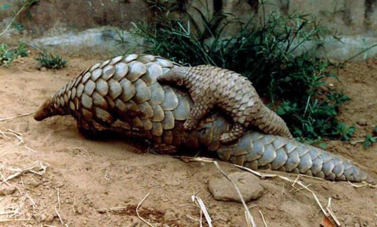 Tough laws against pangolin trafficking hailed