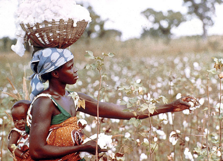 NEW: AMA in fight against cotton side-marketing 