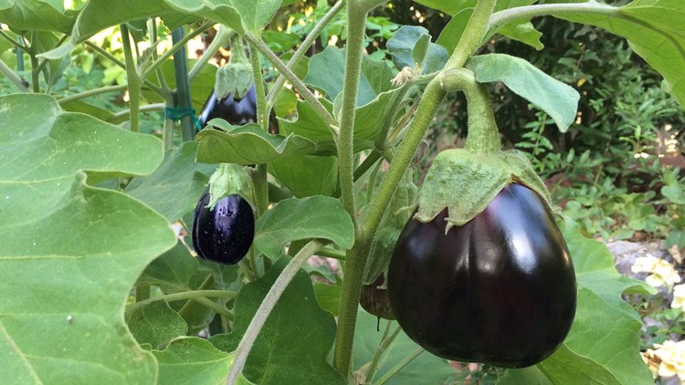Growing eggplant in your garden