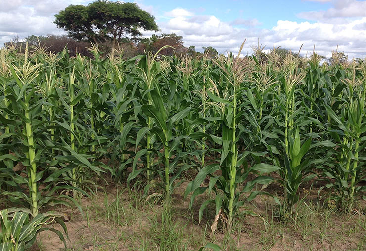 Prisoners for Command Agric