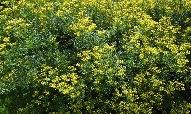 Demystifying garden rue