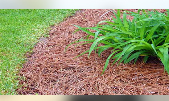 Benefits of mulching the garden