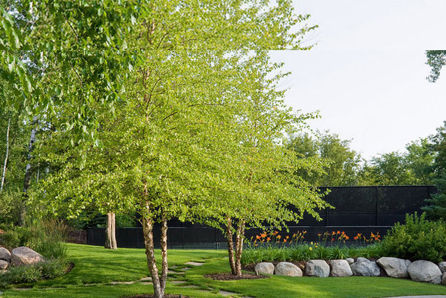Plant a tree, plant life