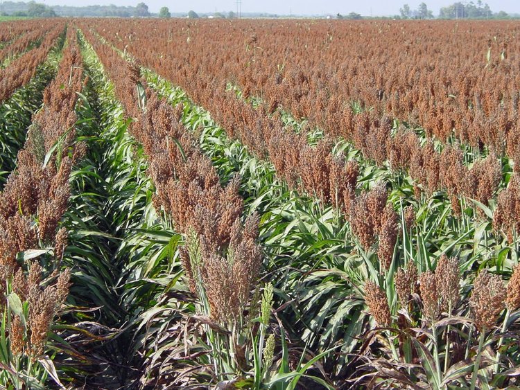 Small grains the answer