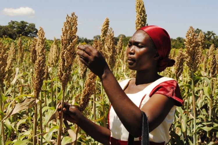 Small grains production declines