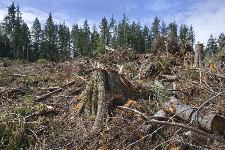 Science and technology is destroying forests