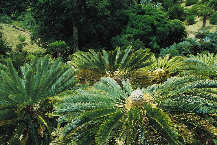 The endangered cycads