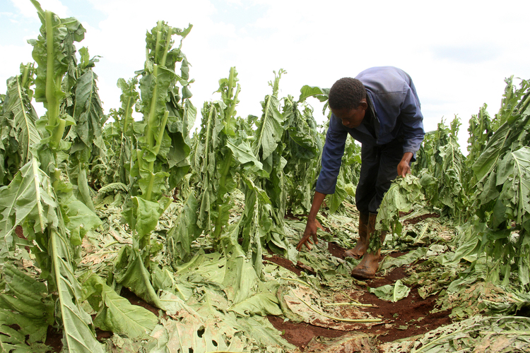 tobacco plant toxicity Tobacco Is Toxic To Dogs
